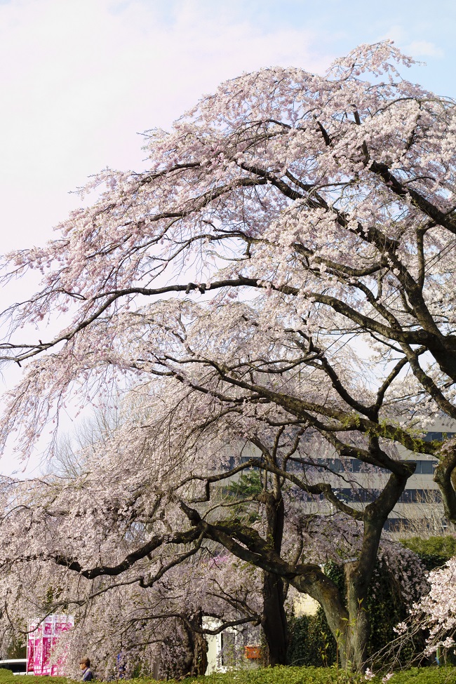 あふれ 桜