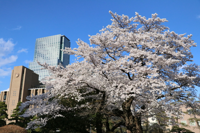 仙台市民にアンケート｜子供に通わせたい大学は？