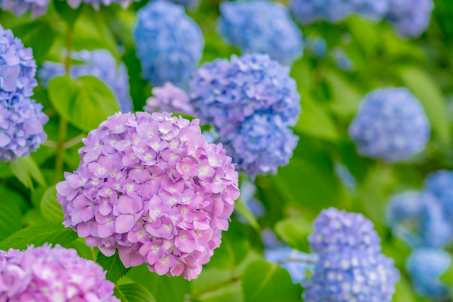 これから紫陽花 あじさい の季節