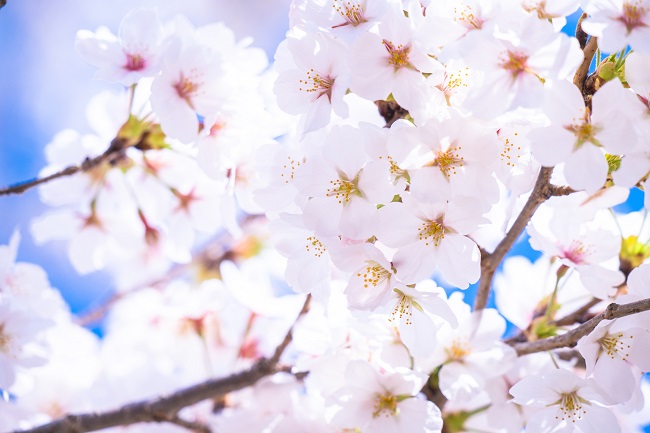 桜（さくら）に関する知識を知って風流に過ごそう