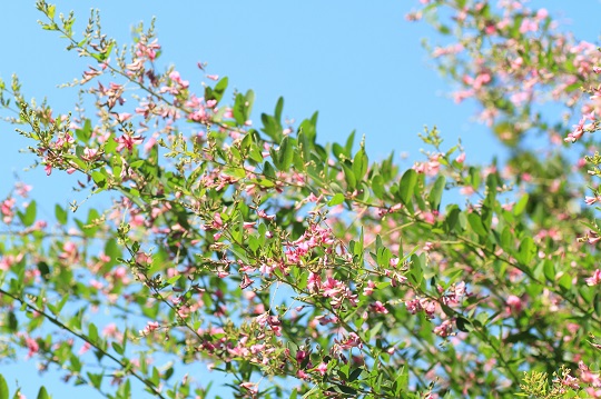 宮城県の花・ハギ・を楽しむ