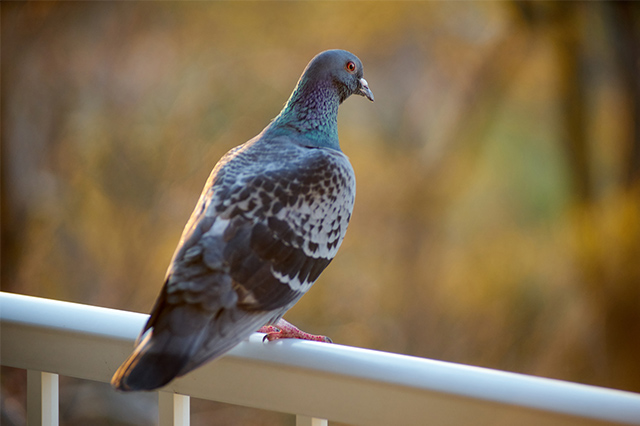 ベランダの鳩をなんとかしたい ベランダの鳩対策はどうすればいい 永大ハウス工業