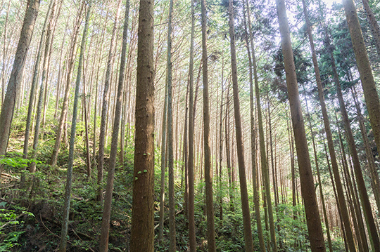 山林はどうやって売るの？山林売却の基礎を解説