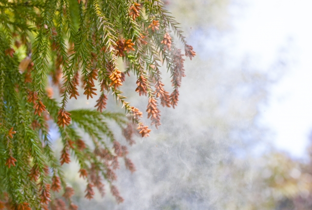 家の中での花粉症はどう防ぐ?室内で起こる花粉症の原因・対策・予防方法