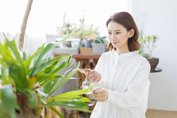 枯れた観葉植物は復活できる？