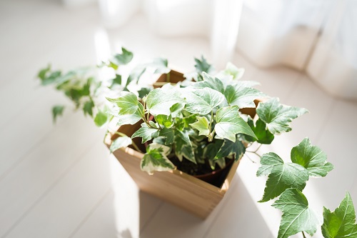 観葉植物の力を借りて空気をきれいに 永大ハウス工業