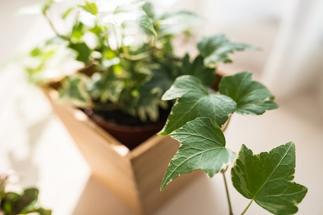 観葉植物の取り入れ方〜初心者向けからレンタルまで〜