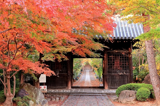 『紅葉狩り』の知識を知って秋の観光に役立てよう